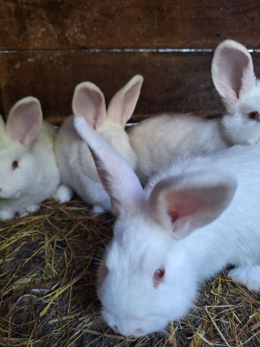 Młody królik nowozelandzki