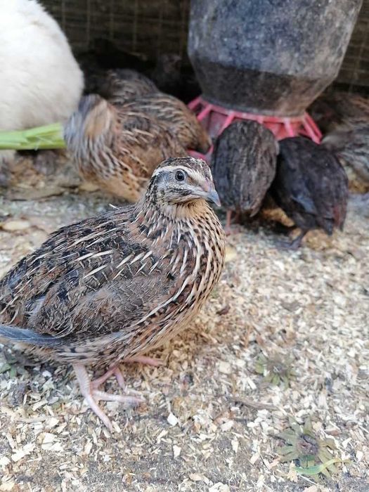 Przepiórki  Mix 15 zł