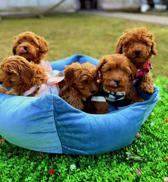 Мальтіпу 100 відсотків'' дівчатка мальтипу