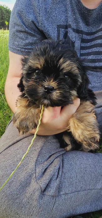Piesek Shih Tzu z Rodowodem