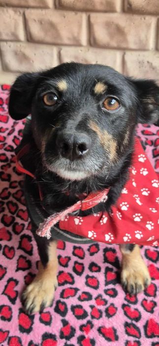 Malutka, delikatna sunia szuka odpowiedzialnego domu