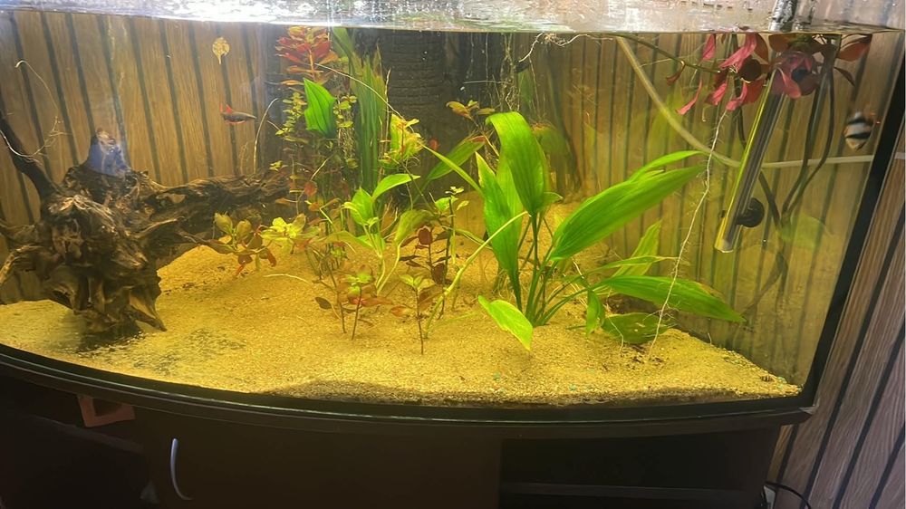 Akwarium narozne  260 litrów + Szafka