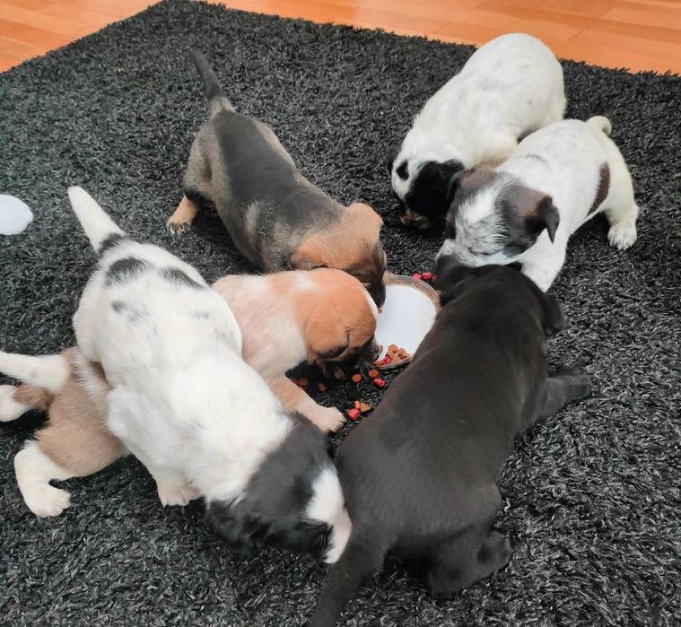 Oddam pieski w dobre ręce