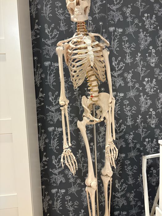 Anatomiczny model szkieletu