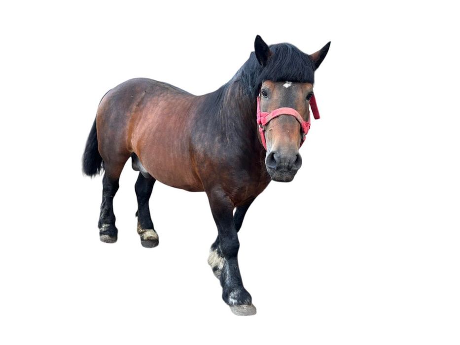 Stanówka ogierem zimnokrwistym w typie sokólskim