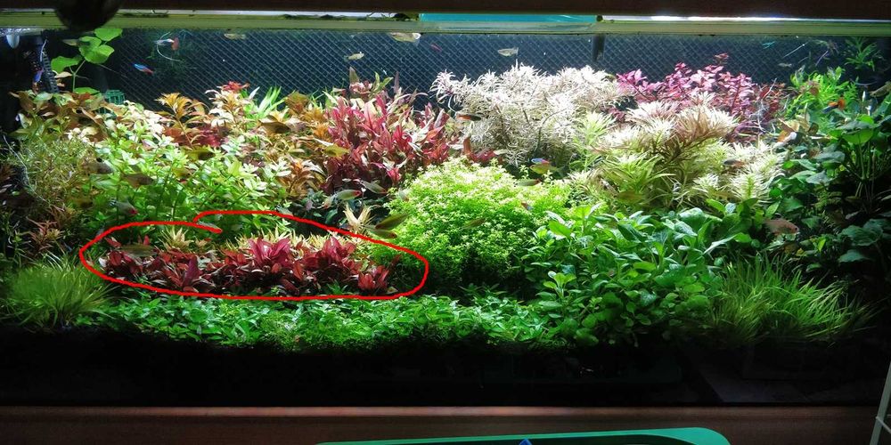 Alternanthera reineckii Mini