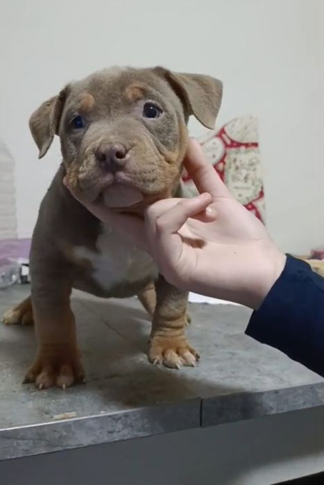 American bully pocket