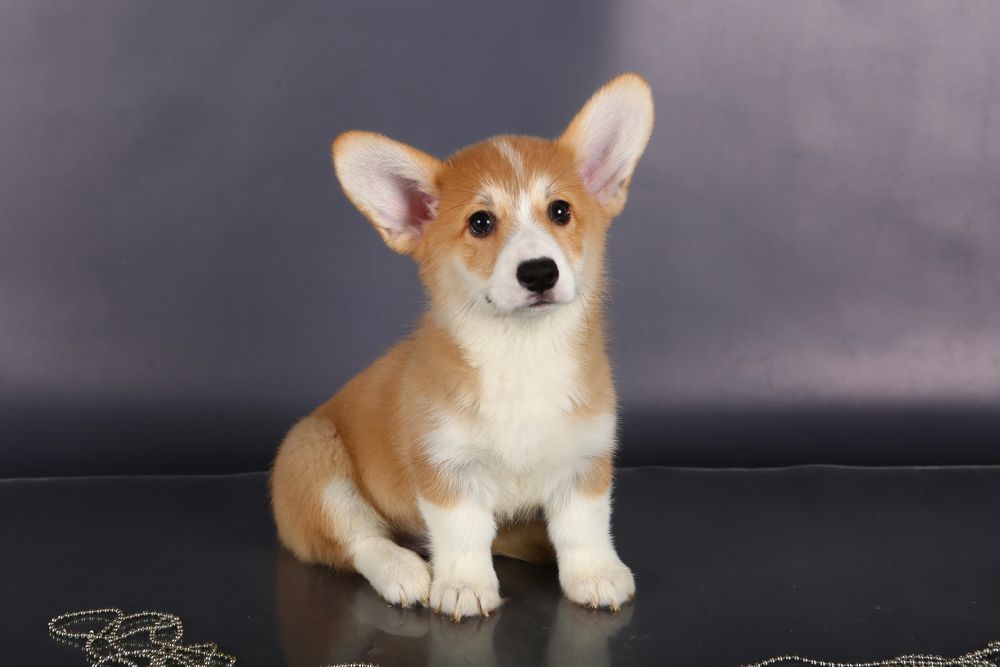 Дівчинка вельш коргі пемброк_Блонда