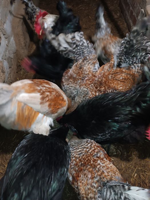 Продам молодых петухов