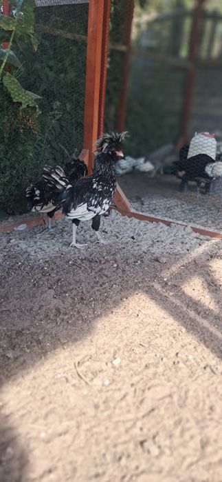 Czubatka srebrzystołuskowana