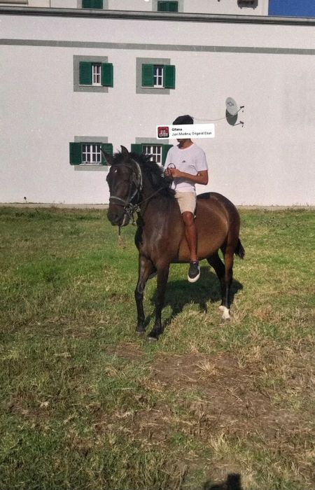 Poldra com 3 anos