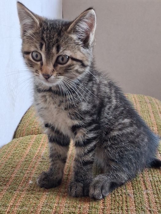 Кошенята шукають добру люблячу родину