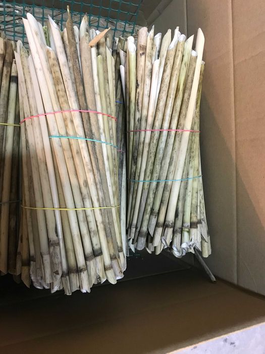 Rurki trzcinowe dla murarki ogrodowej 25-30cm - 300szt