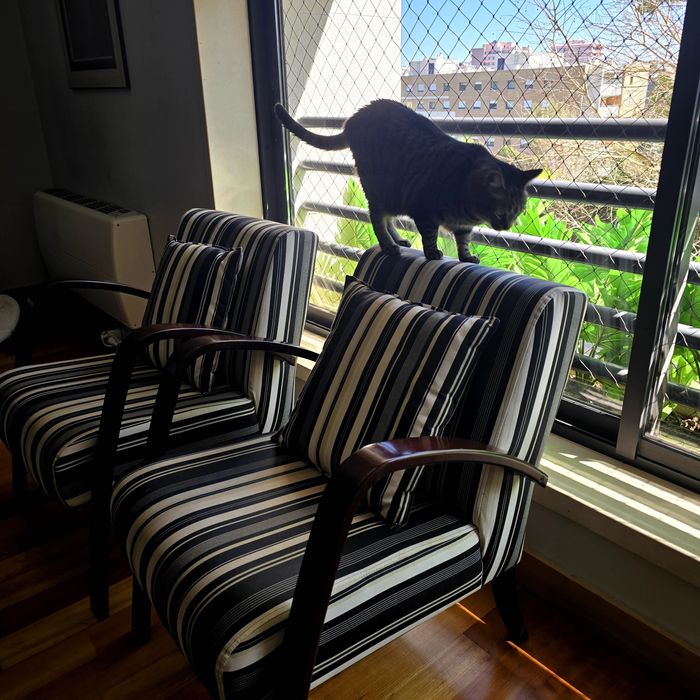 Par poltronas. Tecido Karsten, resistente a liquidos e unhas de gatos