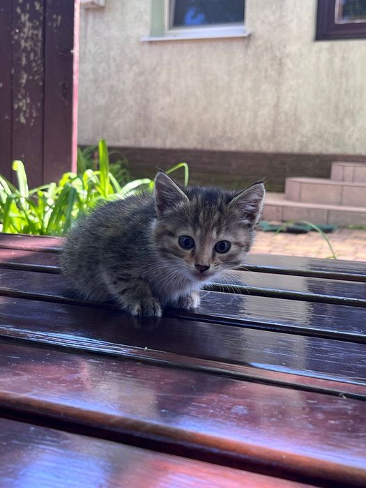 Віддам котят в добрі руки!