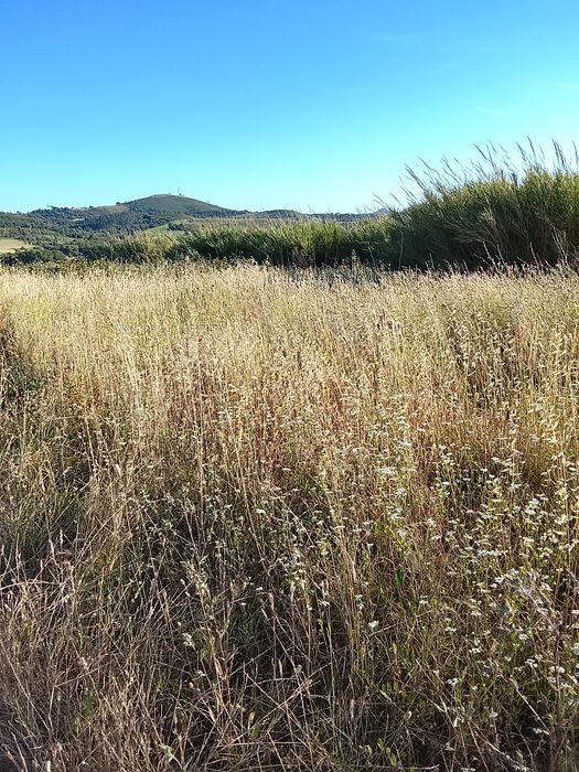 Terreno agrícola para armazém agricoy