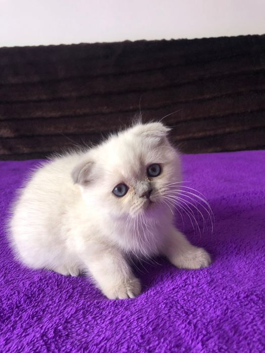 Macho Scottish Fold