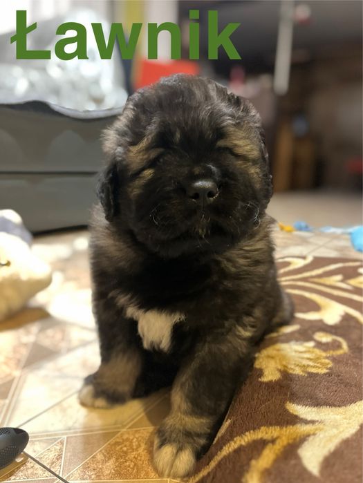 owczarek kaukaski szczenię FCI