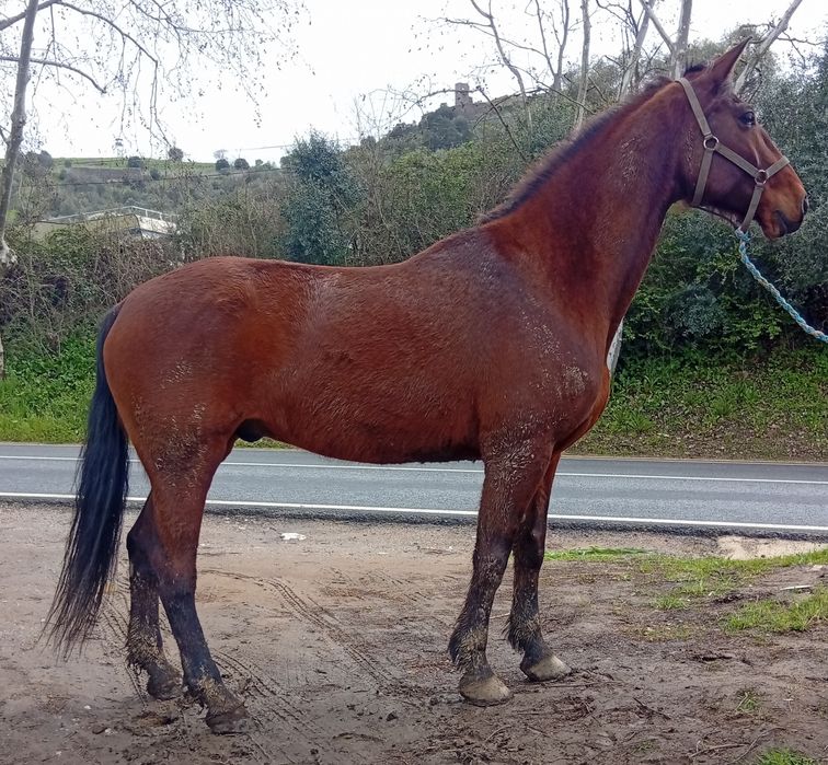 Cavalo manso montado