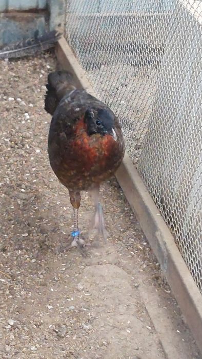 Bazant tragopan samiec