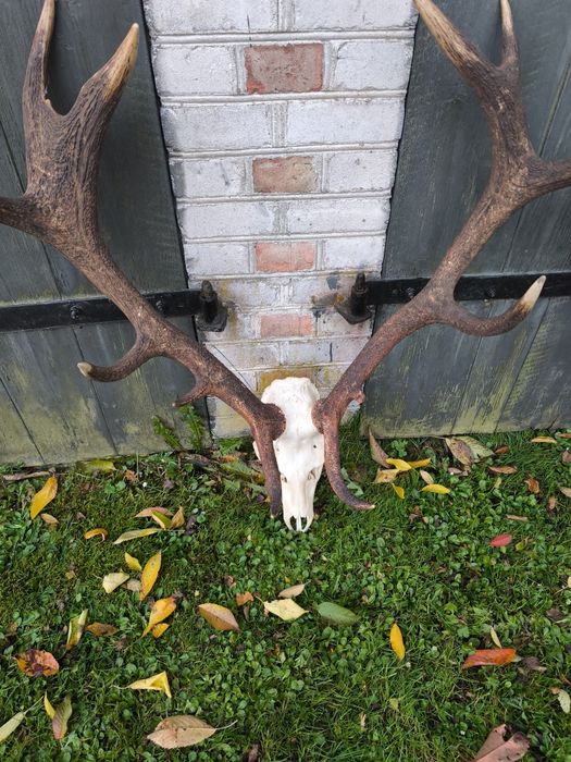 Poroże Jelenia 2sztuki