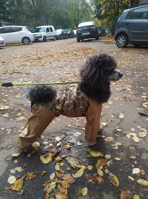 Комбінезон/дощовик  для собачки ( кобель)