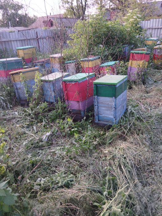 Продам вулики паливом рогаті