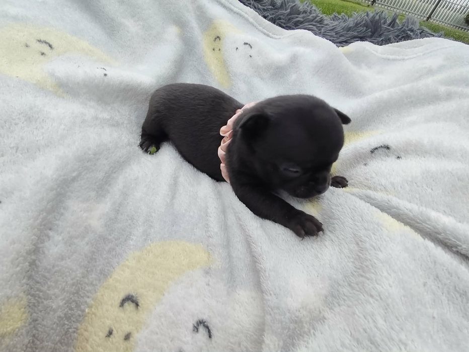 Chihuahua suczki  śliczne rodowód OSTATNIA SUCZKA