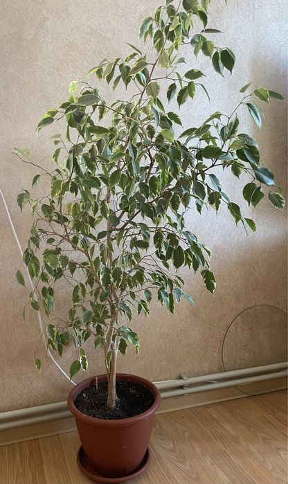 Фікус Бенджаміна