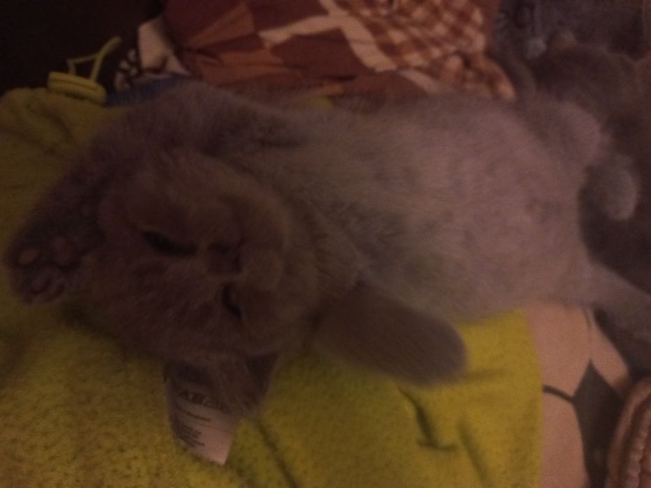 Шотландські кошенята