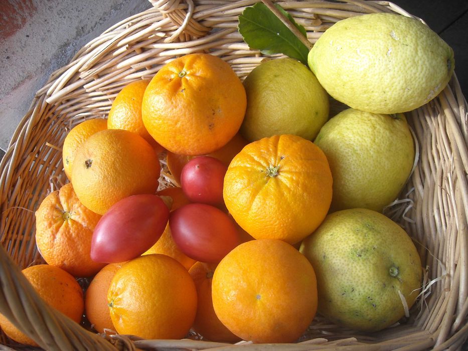 Laranjas limões ovos tomarilhos e chuchus  biológicos