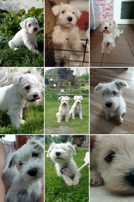 sznaucer miniaturowy miniaturka biały samiec