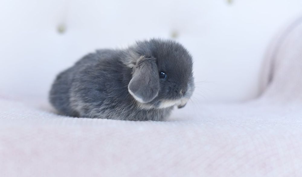 Mini lop  karzełek baranek