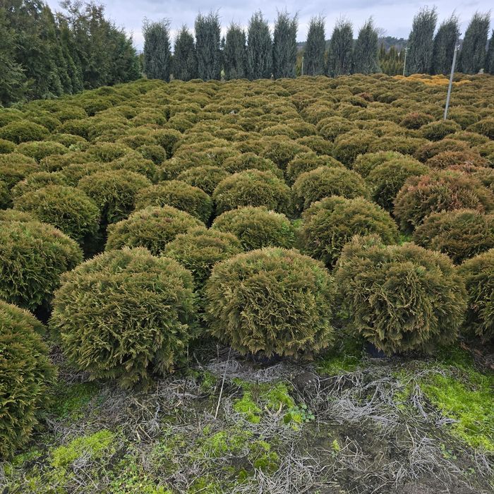 Tuja Danica 40-60 cm Promocja kula kule duze wolsztyn