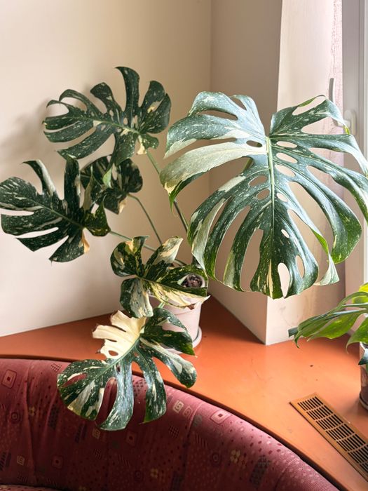 Monstera Thai Constellation duża XL + doniczka z podstawką