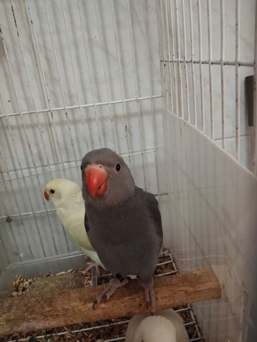 Ring necks 25 e 26