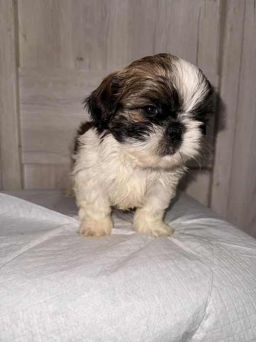 Sprzedam pieska shih tzu