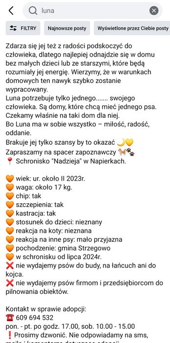 Luna młoda, energiczna, wesoła Szuka domu Schronisko Nadzieja Napierki