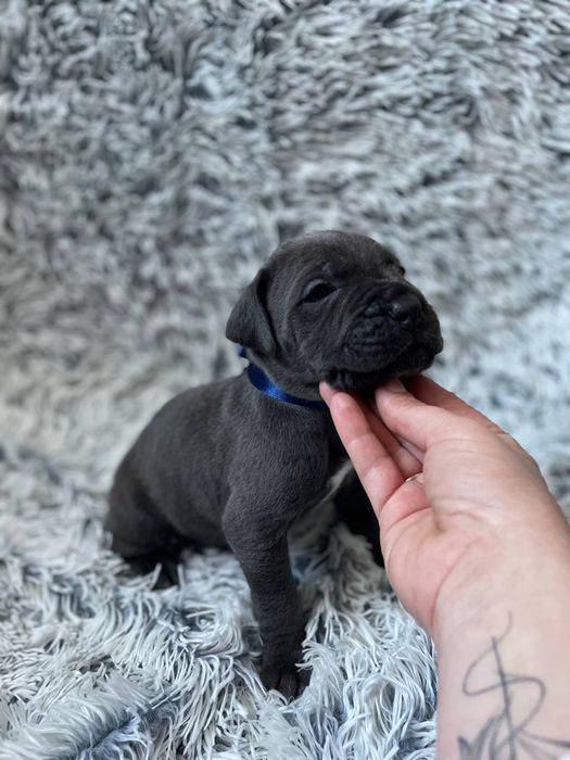 Щенки кане корсо . Цуценята кане корсо .  Кане корсо