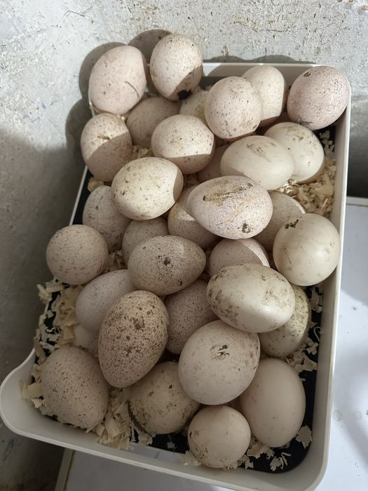 Ovos peru galados