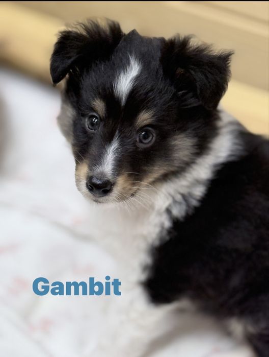 Owczarek Szetlandzki Sheltie - piesek