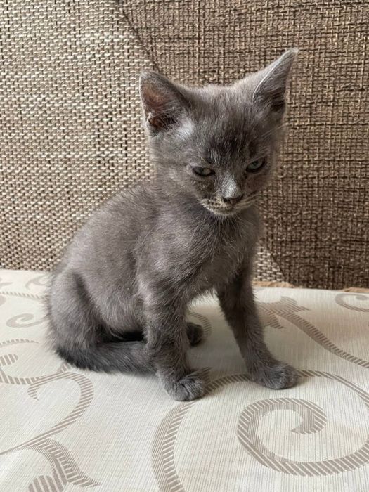 Продам кота напівбританця