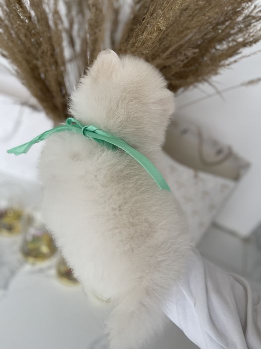 Міні-принци та принцеси Померанські шпіци чекають на свої сімї