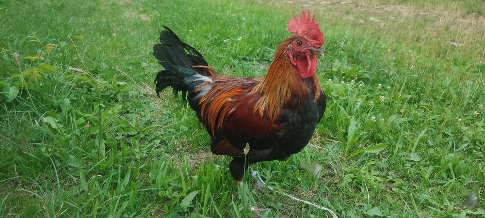 Kogut zielononóżka kuropatwiana