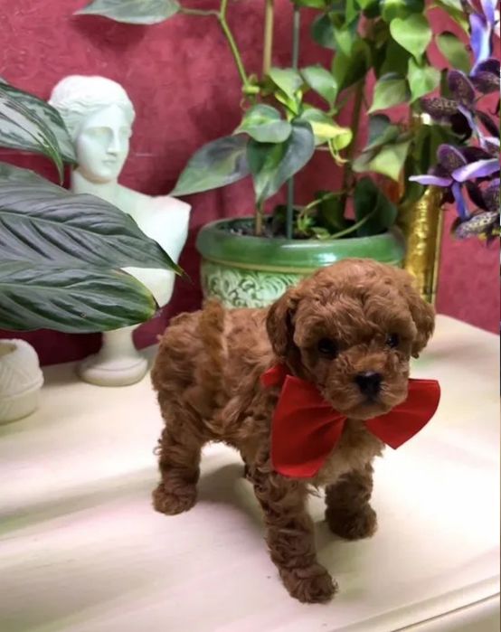 Чудовий хлопчик той пудель .ред Браун