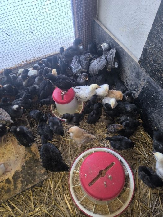 kurczaki pisklaki nioska