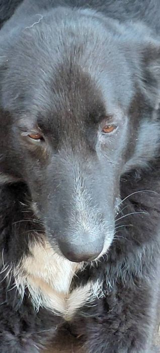 Прилаштовується . Шукаємо родину для дівчинки