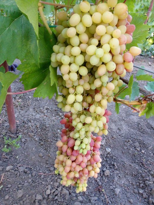 Саженцы винограда