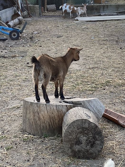 Cabrito anao mocho