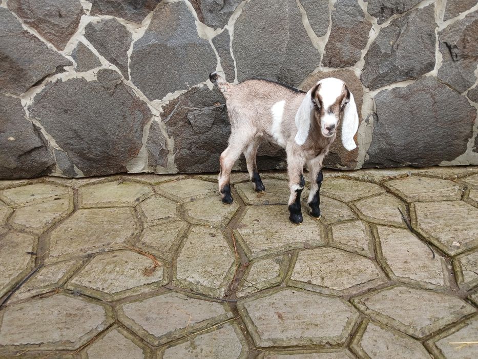 Продаеться нубійська козочка.